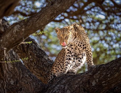 Big Cats Tour