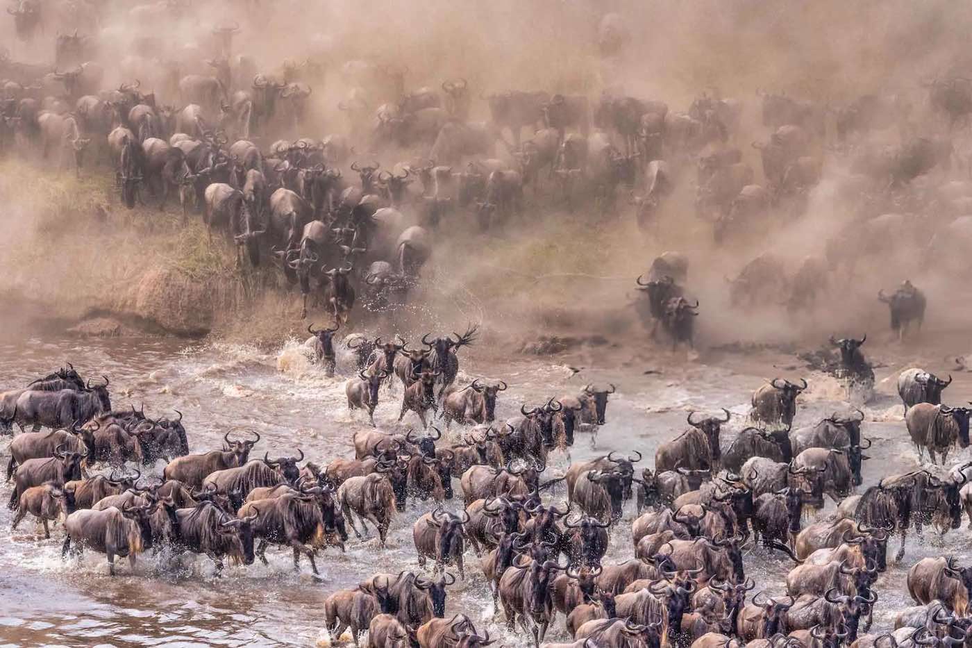 Grumeti Wildebeest Safari 1
