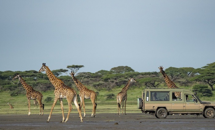Ndutu Area1