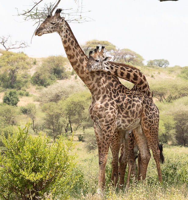arusha np