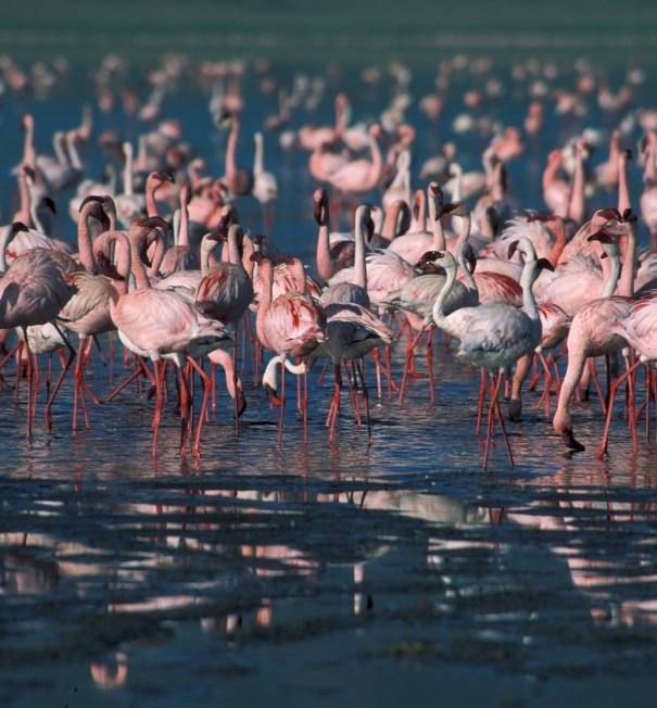 manyara