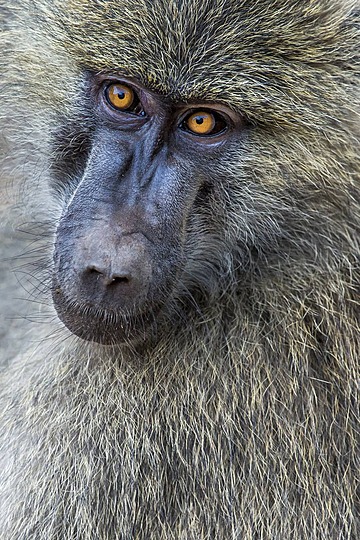 tarangire park