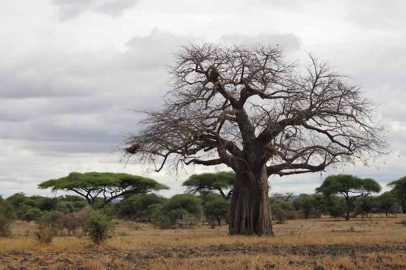 Baobab tarangire national park