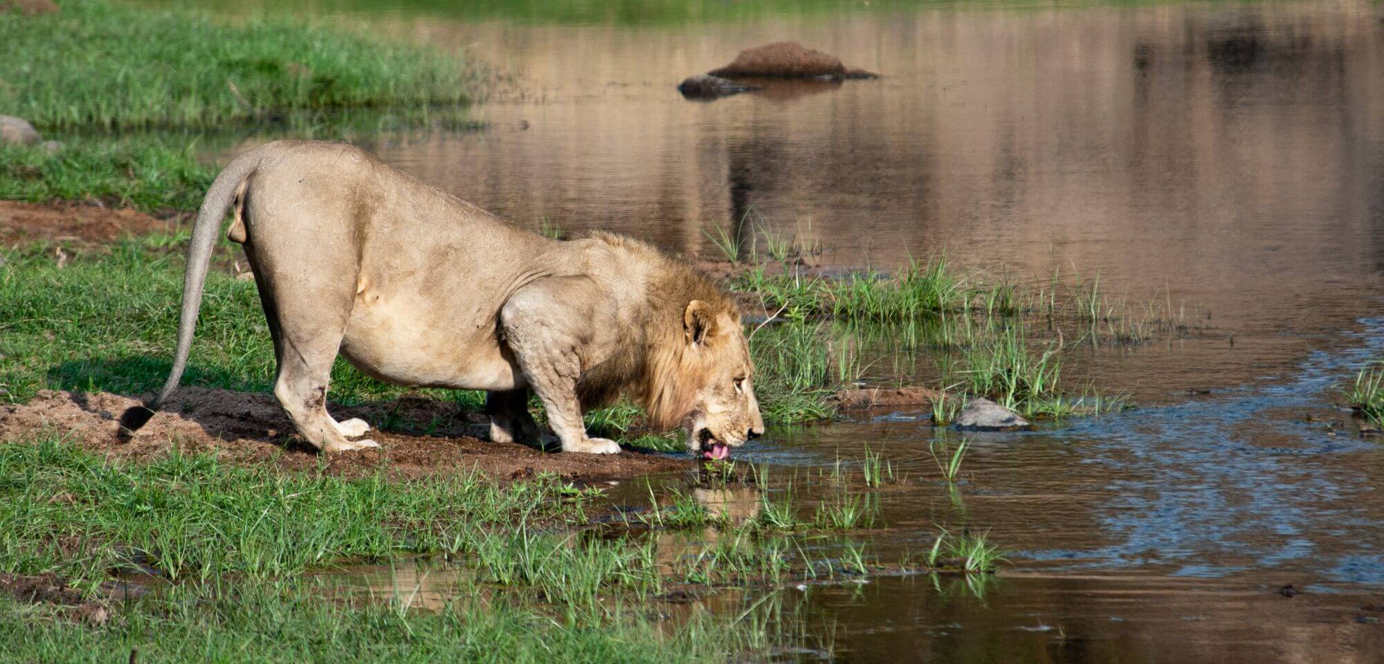 Ruaha National Park