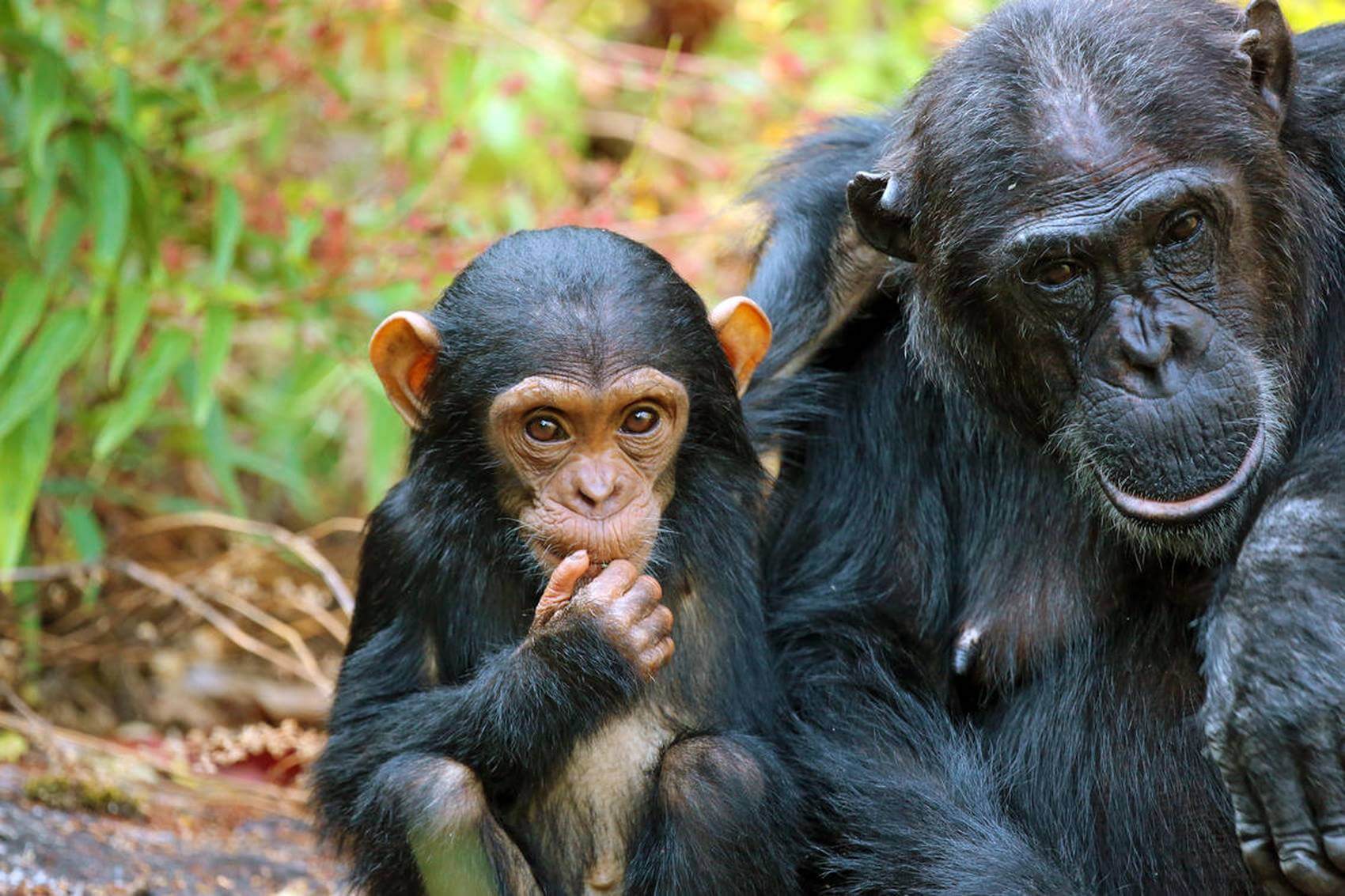 chimpanzee in gombe