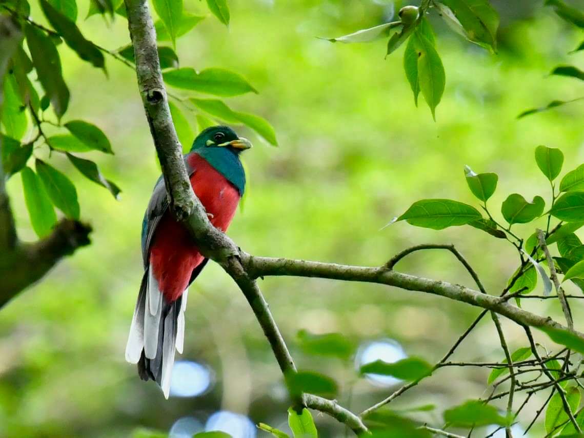 narina-trogon bird