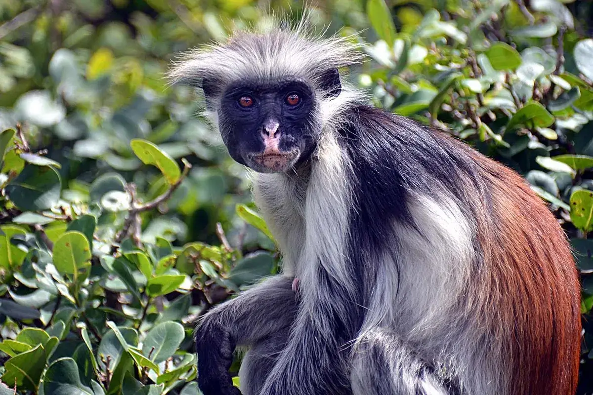 red-colobus-monkey5