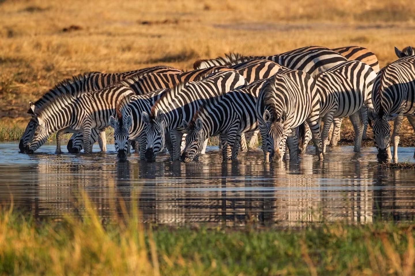 zebra441