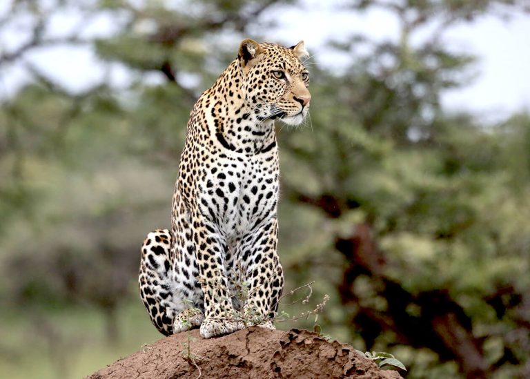 The Complete Guide on How to Plan the Perfect Tanzania Safari