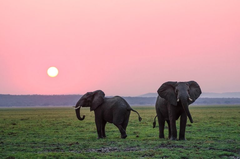 Your Ultimate Guide to top Tanzania Safari Tours & Wildlife Experiences