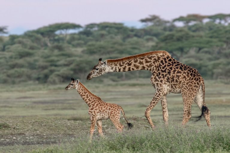 How Wildlife Moves Across Tanzania’s National Parks Throughout the Year