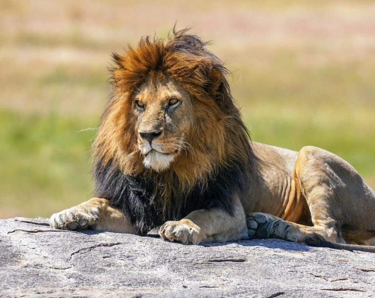 How Lion, Leopard, and Cheetah Ranges Differ
