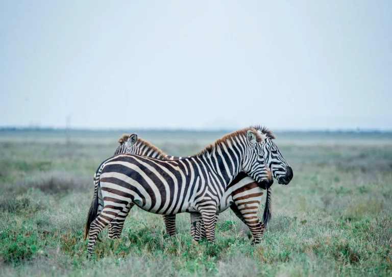 Top 10 Tanzania Safari Experiences You Can’t Miss