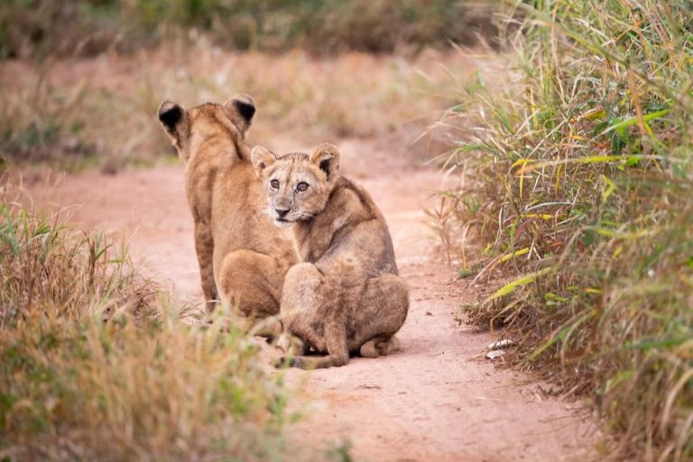 10 Essential Things to Consider Before Booking a Tanzania Safari