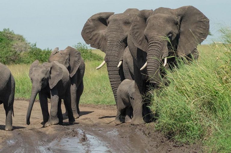 What to know before you go for Big Five safaris in Tanzania?