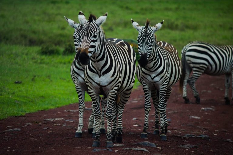 Is Tanzania safari safe?