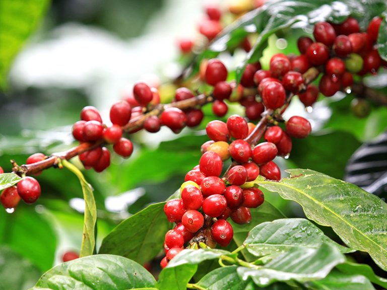 Tanzania coffee tour or Tanzanian tea estates