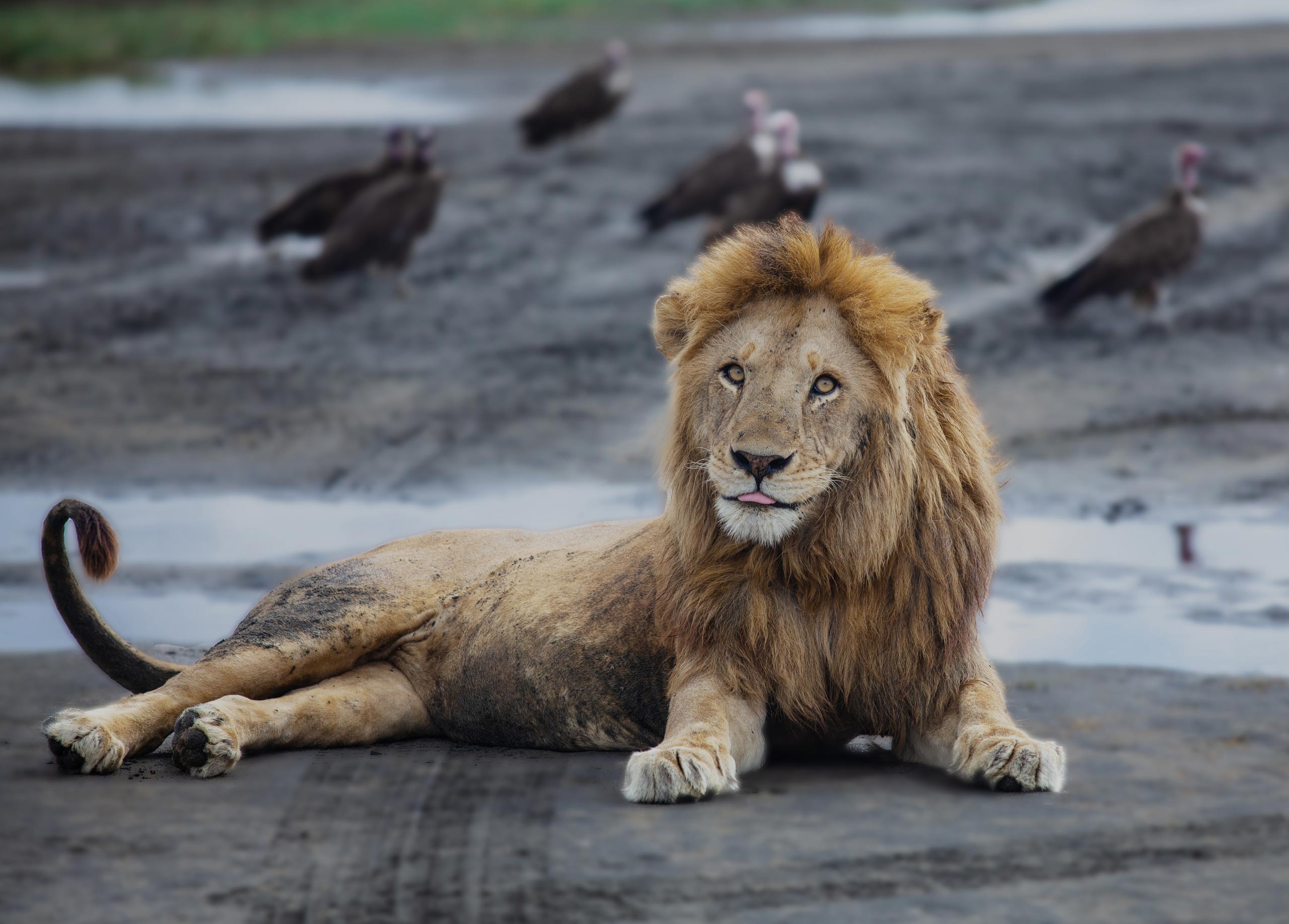 Serengeti-National-Park-3