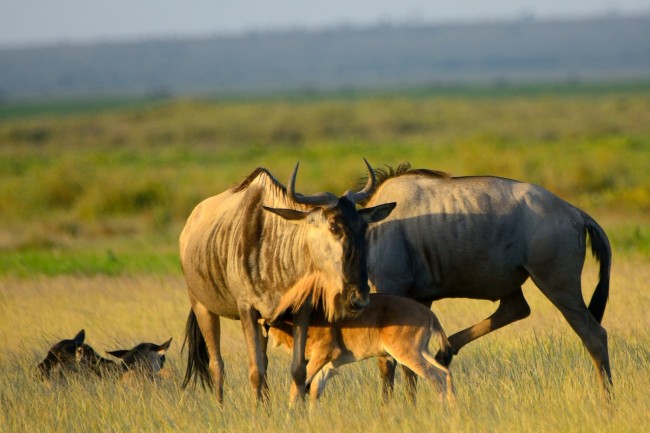 amboseli wildebeest