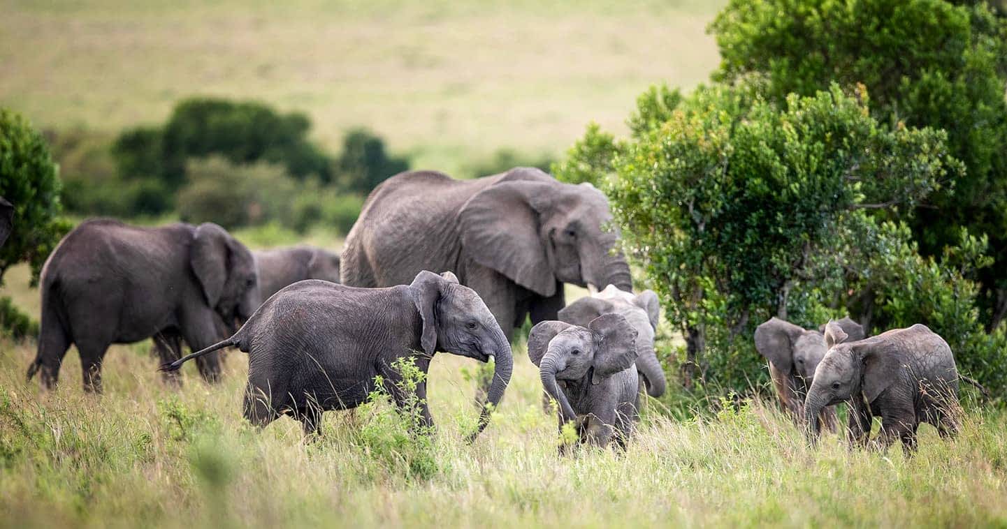 masai-mara-wildlife-elephant