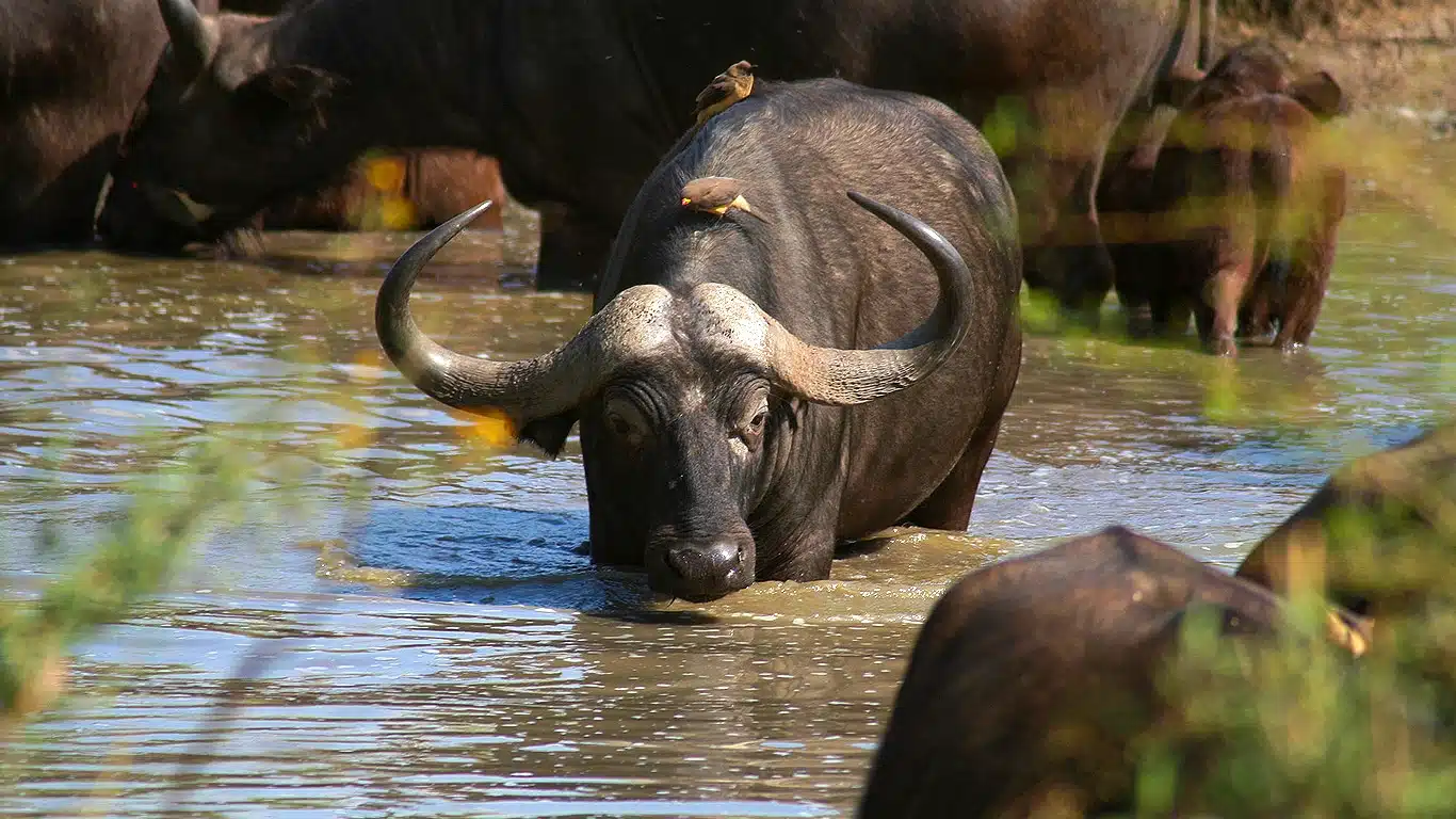 tarangire tour