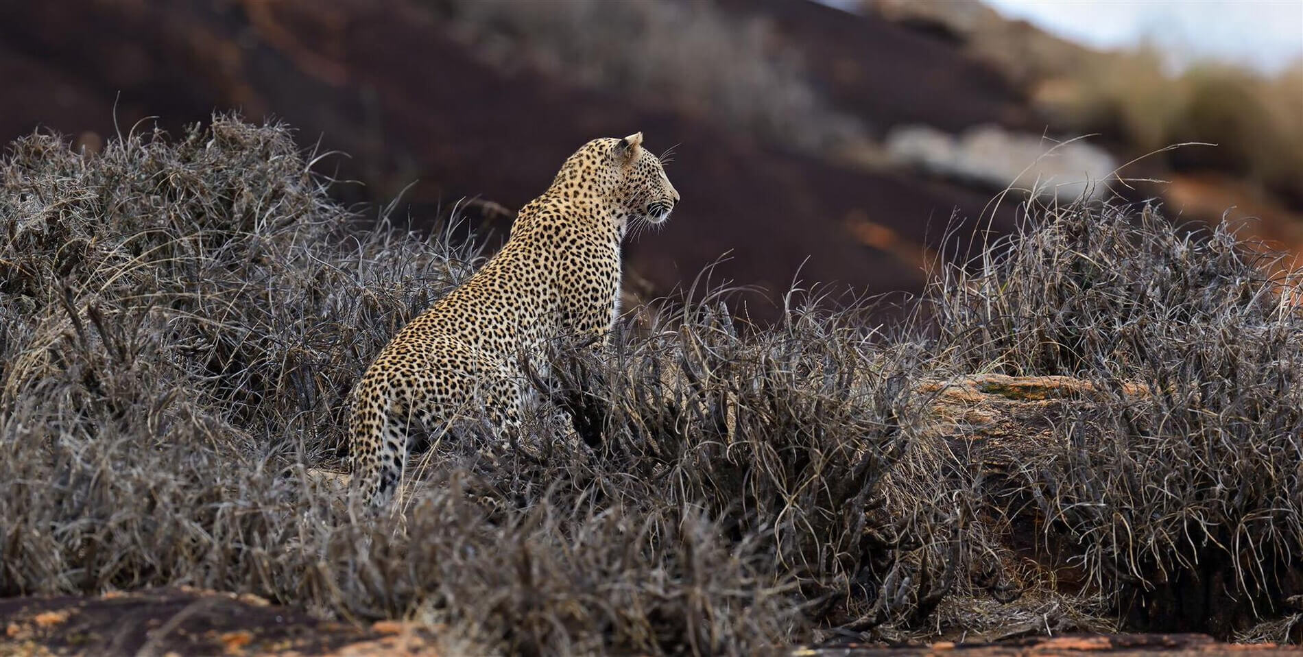 tsavo leopard