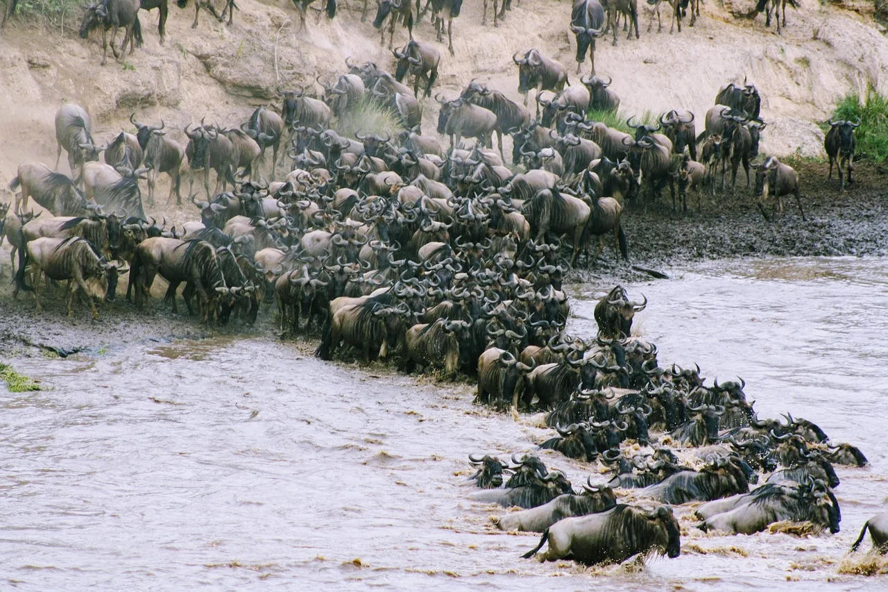 wildebeest-migration