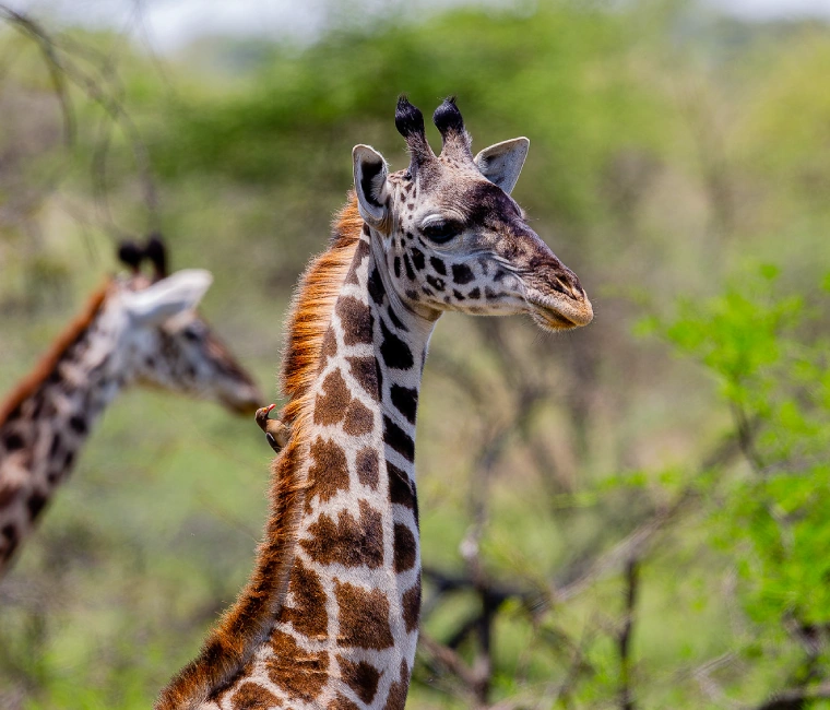 Tanzania Safaris