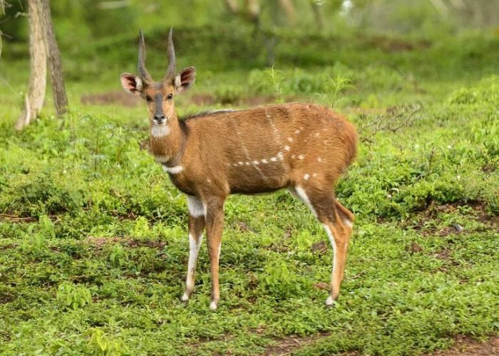 Bushbucks (2) (1)