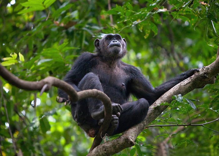 Chimpanzee Trekking
