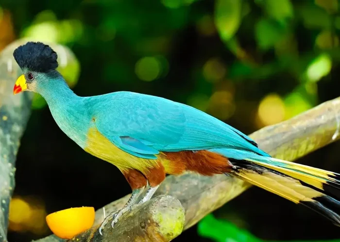 Kakamega-Forest-Reserve