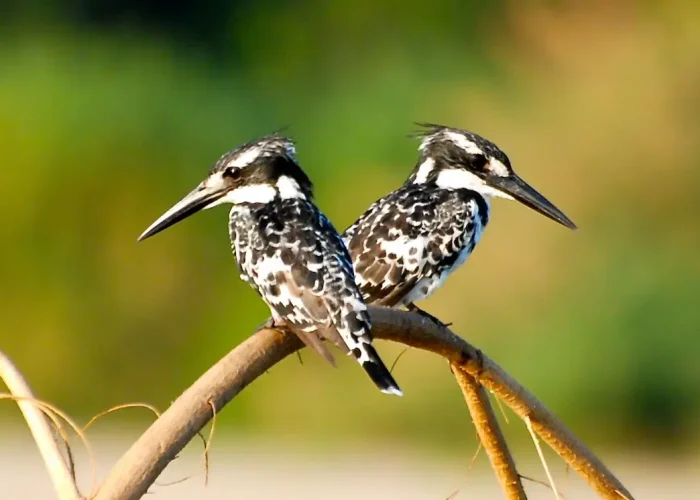 bird-watching-tanzania4