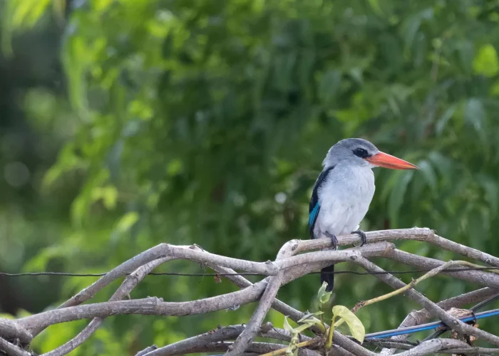 colorful kingfishers