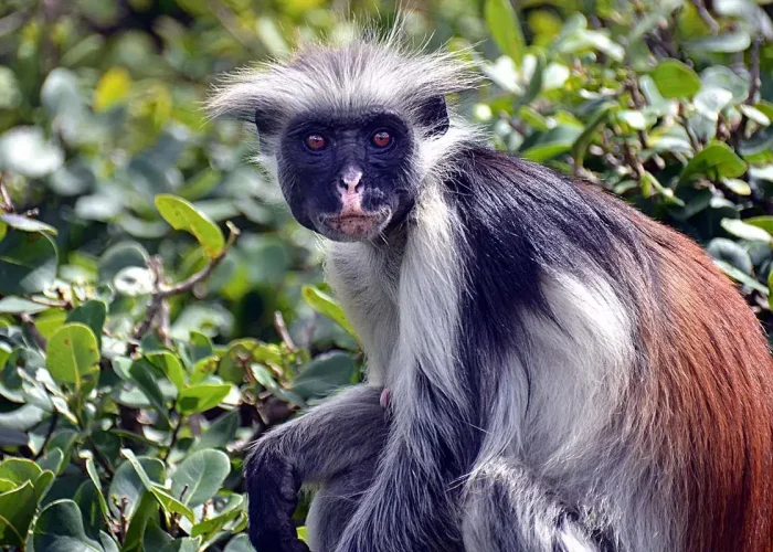 red-colobus-monkey5