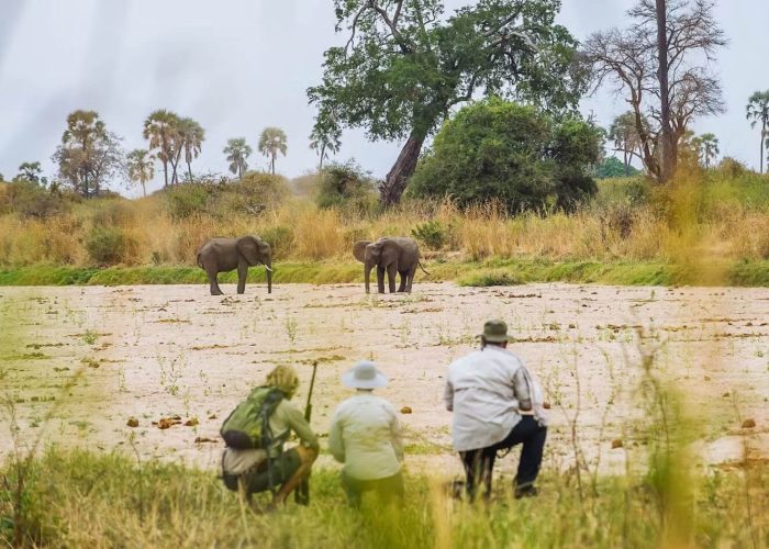 ruaha-national-park-walking-safari (1)