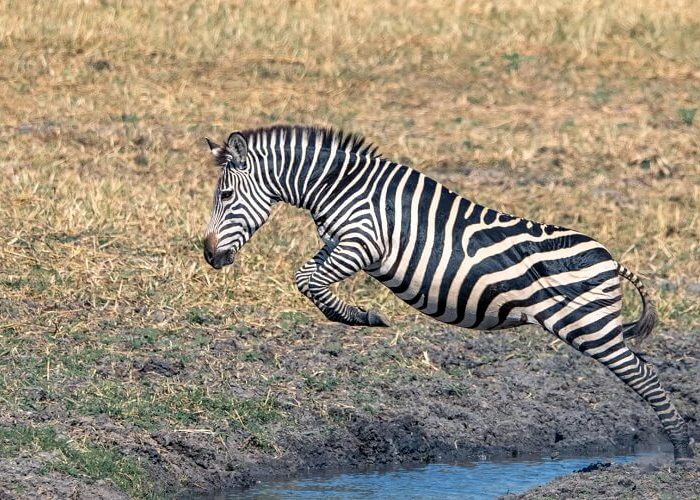 zebrasafari